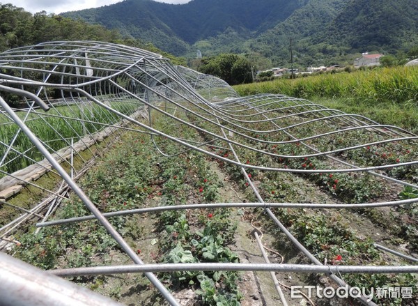 ▲農業設施堅如錏管支架都遭強風吹垮。