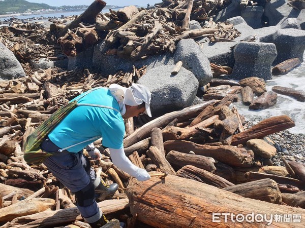 ▲白鹿颱風來襲造成不少國有竹木漂流到台東海岸邊。（圖／台東縣政府提供，下同）