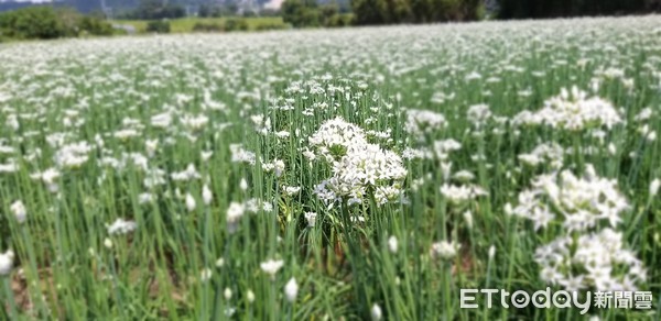 ▲大溪韭菜花8/27現況。（圖／大溪區公所提供）