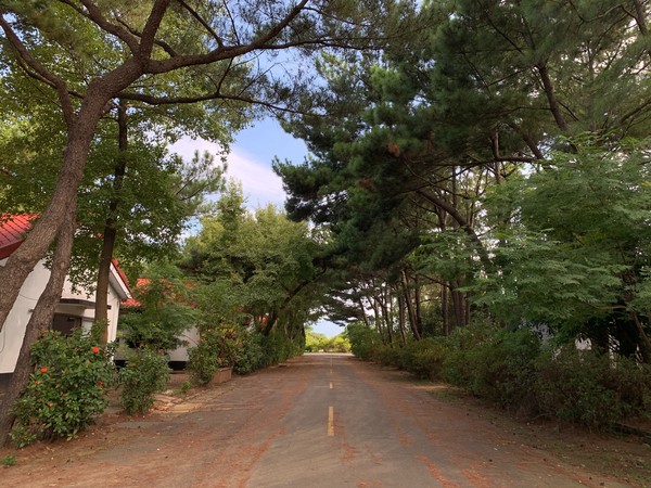 ▲大湳森林公園。（圖／桃園地景藝術節提供）