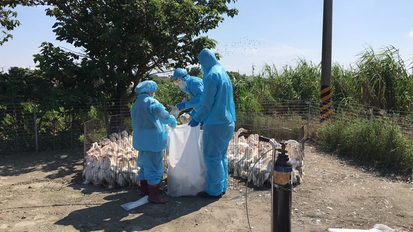 ▲芳苑肉鴨場感染禽流感。（圖／彰化縣動物防疫所提供）