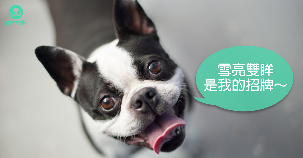 紅紅是警訊 狗狗最好發的眼疾 乾眼症 常被誤診成過敏反應 Ettoday寵物雲 Ettoday新聞雲