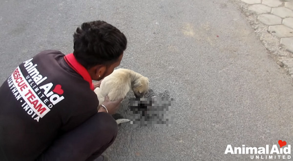 ▲▼浪犬遭撞「折頸噴鼻血」！拖斷腿大口吃飯　求生意志感動百萬人。（圖／翻攝自YouTube／Animal Aid Unlimited, India）