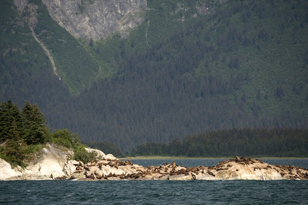 ▲▼通加斯國家森林（Tongass National Forest）。（圖／達志影像／美聯社）