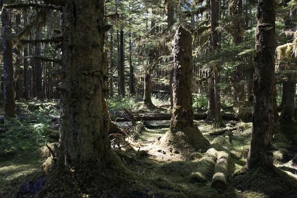 ▲▼通加斯國家森林（Tongass National Forest）。（圖／達志影像／美聯社）