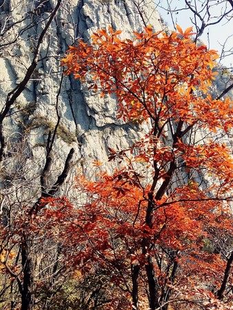 ▲來河南尋找詩意秋天▼。（圖／七逗旅遊網提供）