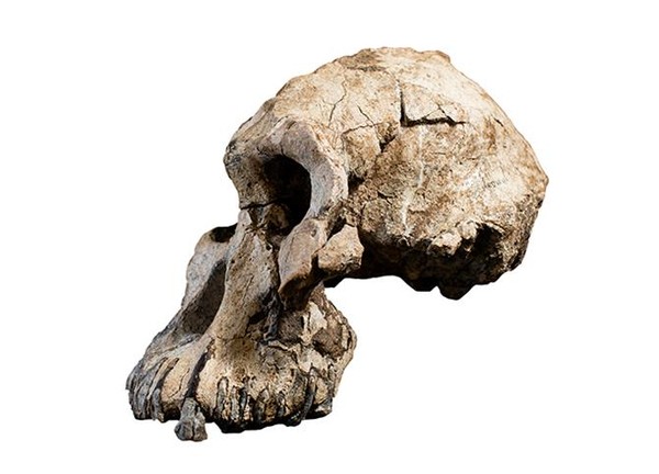 ▲380萬年前原始人頭顱出土。（圖／翻攝自美國克里夫蘭自然歷史博物館）