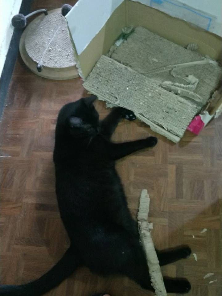 ▲▼貓咪破壞紙箱。（圖／記者吳珍儀攝）