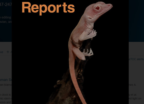 ▲美國科學家藉由基因編輯技術，製造出一隻人類食指大小的白化蜥蜴。（圖／翻攝自Cell Reports）