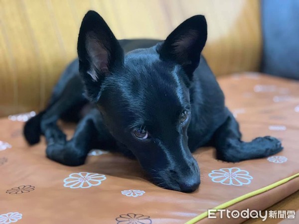 ▲歐告做錯事舉手投降裝無辜。（圖／臉書粉專「淡定哥嘎逼&小屁孩歐妹」授權提供，下同）