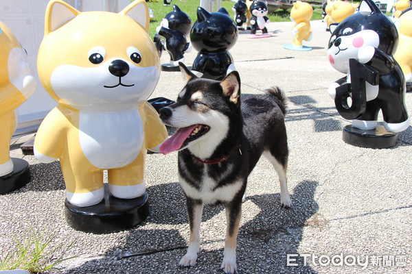 ▲柴犬控必去！88隻柴犬柴犬公仔快閃華山劇場草坪二天。（圖／記者黃士原攝）