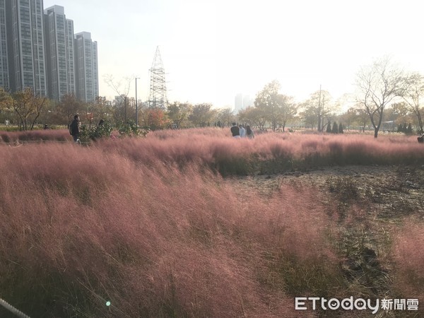 ▲▼首爾蠶院漢江公園粉黛亂子草。（圖／韓國觀光公社提供）