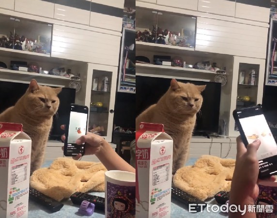 ▲拍好了沒？圓臉貓「臭臉定格」等拍照...媽笑翻：誤會大了啦。（圖／網友Sasa Chan提供，請勿隨意翻拍，以免侵權。）