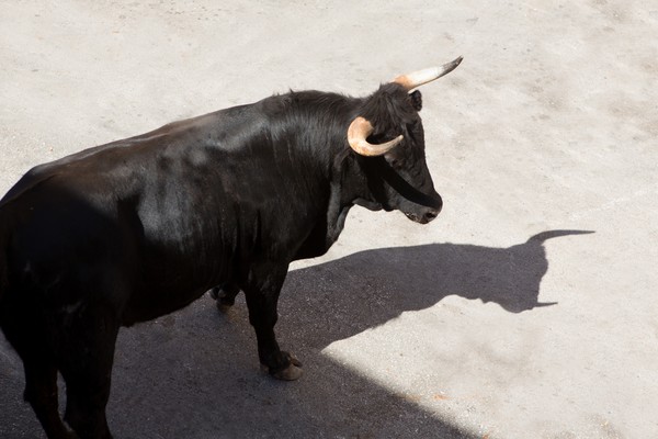 ▲▼公牛,奔牛節,Spain running。（圖／達志影像／示意圖）