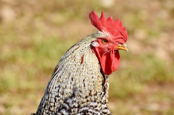 ▲雞屬於膽小的動物（圖／取自免費圖庫Pixabay）