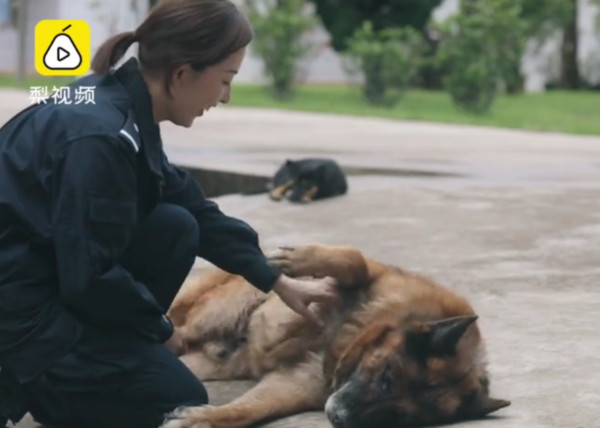 ▲奉獻10年退役！緝毒犬悄悄離家出走...趴大樹下等待　背後原因惹哭網友（圖／翻攝梨視頻）