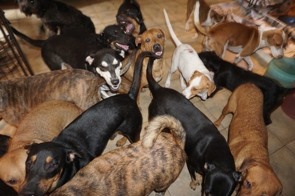 ▲▼巴哈馬遭颶風多利安侵擾，Chella Phillips收留97隻流浪犬。（圖／翻攝自Facebook／Chella Phillips）