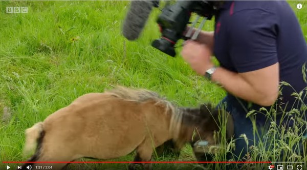 ▲▼ BBC攝影師遭羊角撞寶貝。（圖／翻攝自Youtube／BBC）