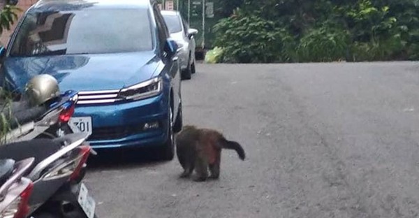 ▲胖獼猴在海口地區閒逛。（圖／翻攝自Facebook／我愛鹿港小鎮）
