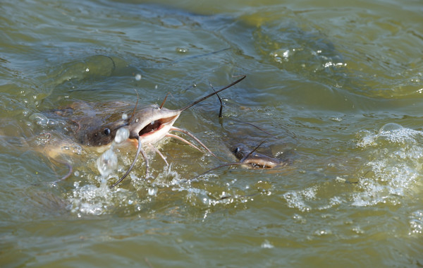 ▲▼鯰魚,魚,catfish,釣魚。（圖／達志影像／示意圖）