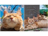 「自由貓」大量出沒！日本超療癒島喵日常　貓奴必追IG看了好想擼～