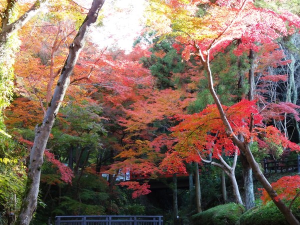 ▲秋天來日本開場紅葉派對！點名紀州、京都賞楓名勝▼。（圖／七逗旅遊網提供）