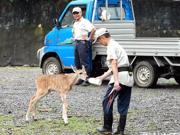 ▲新手媽媽拒餵奶！　保育員喘拎「特大號奶瓶」狂追伊蘭羚羊寶寶（圖／台北市立動物園）