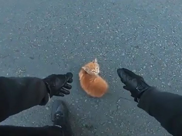 ▲該名騎士舉起手示意對向車道後，成功救援小橘貓。（圖／翻攝自Reddit）