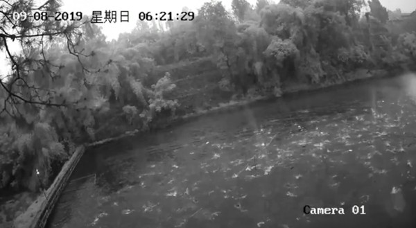 ▲四川內江市一個魚塘在地震發生前，魚群突然全跳出水面。（圖／翻攝自川報觀察）