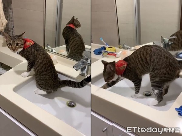 ▲貓咪自己學會尿在洗手台。（圖／有點毛毛的／網友Boo Hung提供，請勿隨意翻拍，以免侵權。）