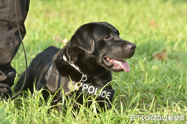 ▲▼緝毒犬,警犬隊,警犬,狗,安檢,反恐維安,NTPD K-9 Unit。（圖／記者李毓康攝）