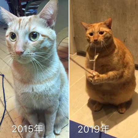 ▲橘貓4年胖4公斤。（圖／網友Mila Kerker Lee授權提供）