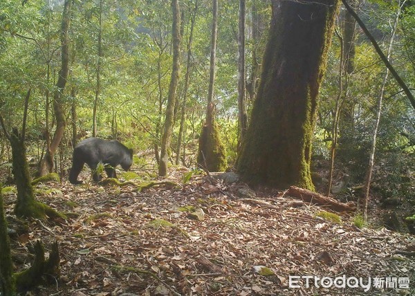 ▲近年台灣東部及玉山園區常可見到台灣黑熊的蹤跡。（圖／玉管處提供）