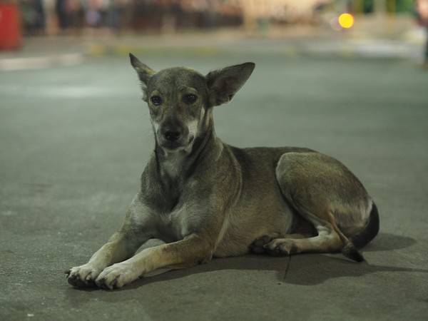 菲律賓警衛偷寵浪浪。（圖／翻攝自Saving Strays Cebu）