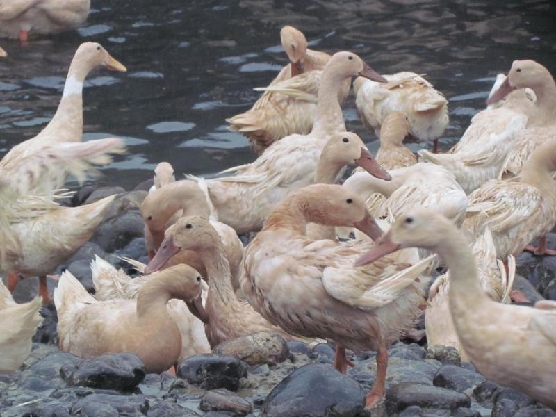 ▲▼ 台灣動物社會研究會公布台灣在養216萬隻鴨子中，約有15至20% 的鴨慘遭塞籠虐養。（圖／台灣動物社會研究會提供）