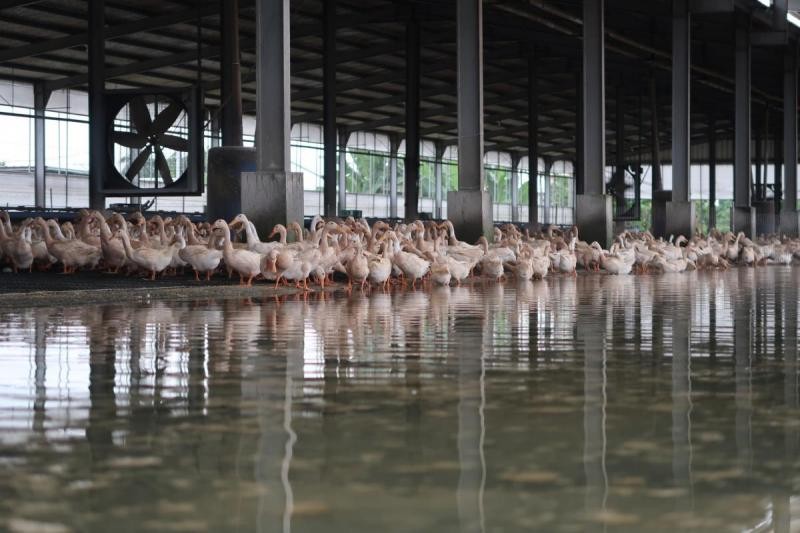▲▼ 台灣動物社會研究會公布台灣在養216萬隻鴨子中，約有15至20% 的鴨慘遭塞籠虐養。（圖／台灣動物社會研究會提供）