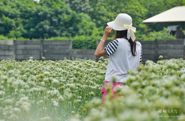 ▲彰化韭菜花海。（圖／攝影師《飛翔在天際》提供，請勿隨意翻拍，以免侵權。）