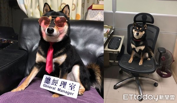 ▲公司裝「犬用感應器」！　柴按一下自由穿梭：我又來啦～（圖／飼主陳老闆提供）