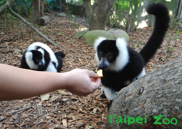 動物過中秋！保育員特製健康菜單。（圖／台北市立動物園提供）