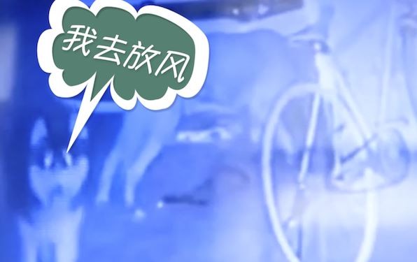 ▲▼愛車出現大大小小「傷口」，讓女子心超痛。（圖／翻攝自看看新聞）