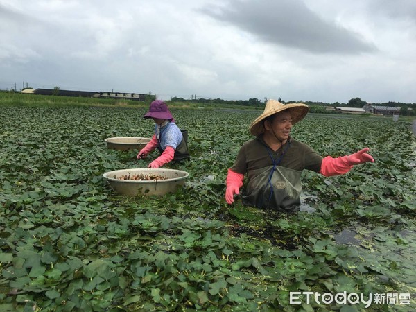 ▲台南水官田區水雉復育的精彩歷程，拍攝《雉在菱里》這部拍攝歷時19年的紀錄片如實記錄，並在台南市野鳥學會和農委會林務局舉行影片首映會。（圖／記者林悅翻攝，下同）