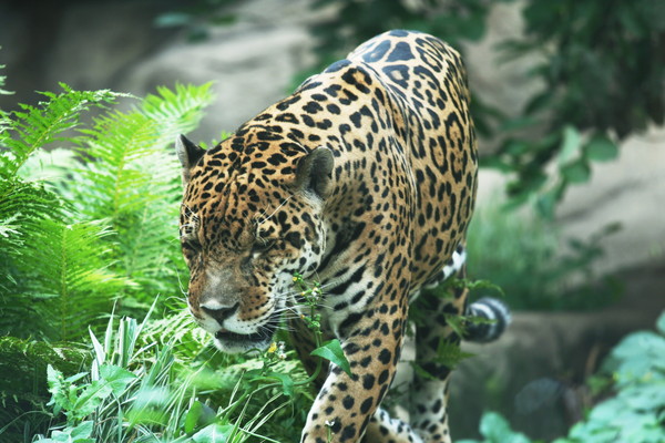 ▲▼美洲豹,Jaguar。（圖／達志影像／示意圖）