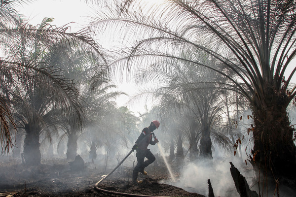 ▲▼印尼森林大火，引起嚴重煙霾。（圖／路透）