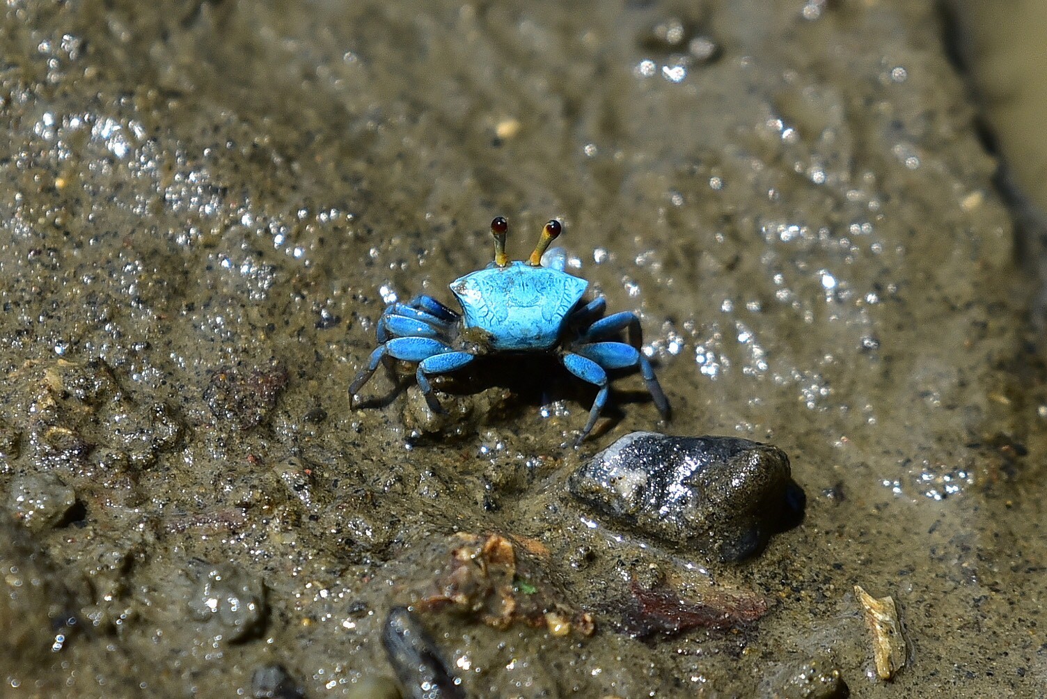 中秋節來香山濕地賞蟹 Tiffany藍 弧邊招潮幼蟹驚喜現身 Ettoday旅遊雲 Ettoday新聞雲
