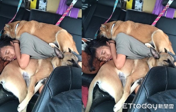 ▲１人２狗睡到疊在一起。（圖／網友Wang Jhih Ciao授權提供，下同）