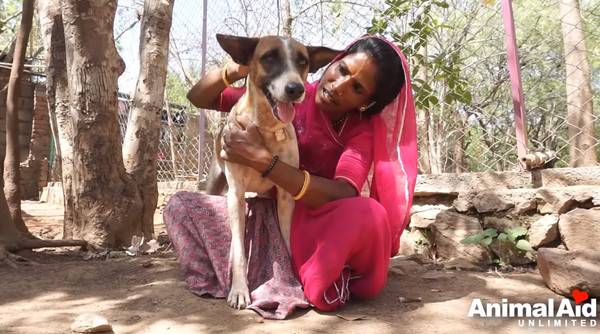 ▲▼怕人汪皮膚長滿「石頭結痂」！　治療後重拾信任變愛笑萌妹。（圖／YouTube／Animal Aid Unlimited, India）