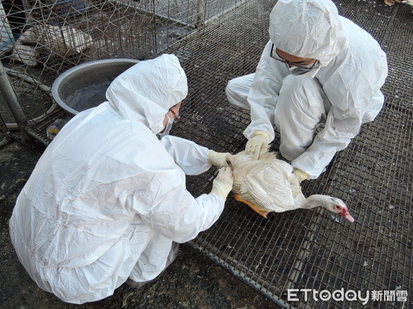 ▲台南市動保處持續進行禽流感主動採樣送驗，已完成4場採樣監測，檢驗結果均合格。（圖／記者林悅翻攝，下同）