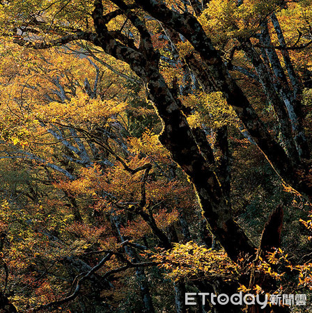 ▲▼宜蘭太平山台灣山毛櫸步道。（圖／羅東林管處提供）