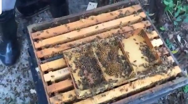 ▲▼ 養蜂場蜜蜂遭毒殺。（圖／記者翁伊森翻攝）