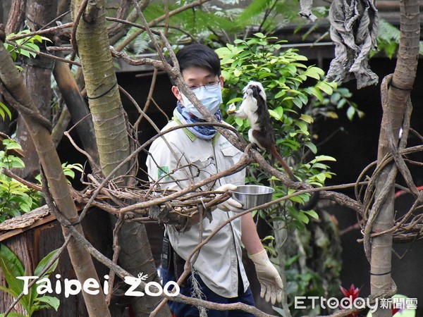 ▲被鄰居搶食搶到生氣！飼養員趁絹猴回家　貼心送「豐盛大餐」給樹懶。（圖／臺北動物園提供，請勿隨意翻拍，以免侵權。）